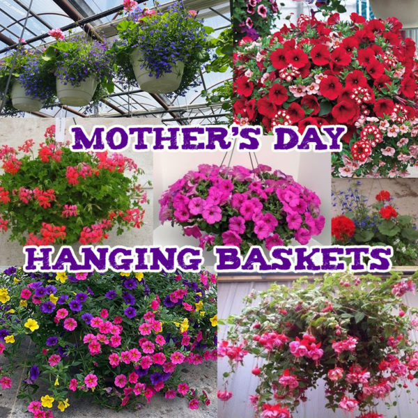 Mother's Day Hanging Basket Sale